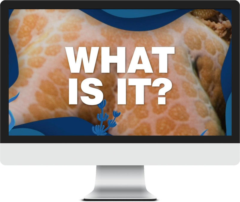 Load image into Gallery viewer, Under Sea Church Game Pack