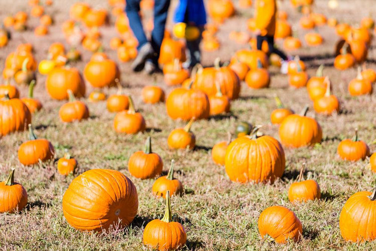 8 Not-Boring, Most Fun Fall Festival Games - Children's Ministry Deals