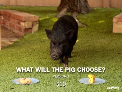 What Will The Pig Choose?