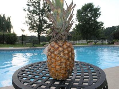 Will It Float: Pineapple Game Video for Kids Church - Children's Ministry Deals