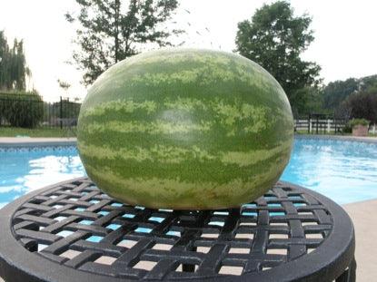 Will It Float: Watermelon Game Video for Kids Church - Children's Ministry Deals